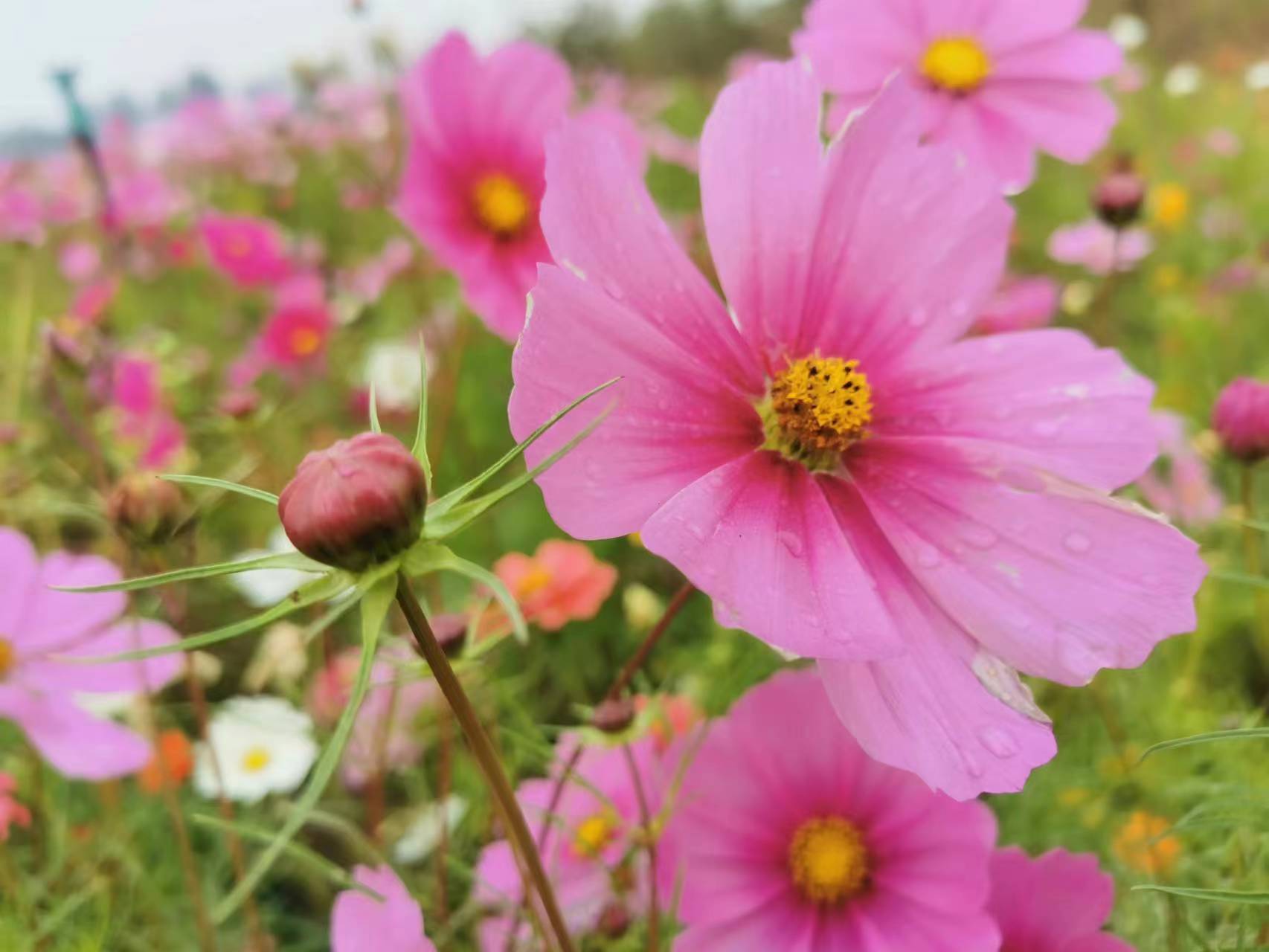 偶遇花海 一路芬芳